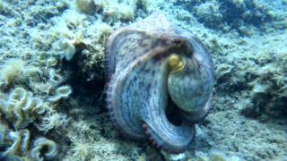 Common Octopus – Polpo – Octopus vulgaris – www.intotheblue.it-2024-01-18-10h16m30s180