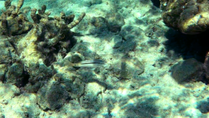 Dash-and-dot goatfish in Mediterranean Sea