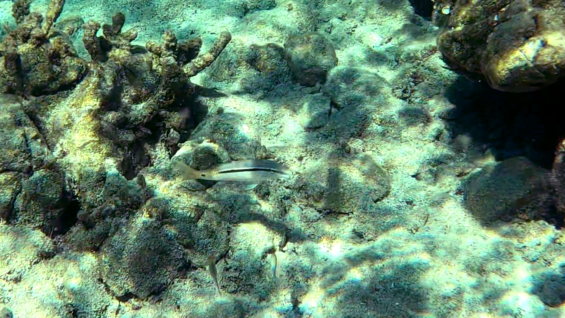 Triglia linea-punto nel Mediterraneo Dash-and-dot goatfish in Mediterranean Sea Parupeneus barberinus www.intotheblue.it -2022-12-05-12h06m36s595