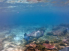 Humphead wrasse – Pesce Napoleone – Cheilinus undulatus – www.intotheblue.it-2024-01-30-11h32m32s843