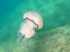 Giant Barrel jellyfish – Polmone di mare gigante – Rhizostoma pulmo – www.intotheblue.it-2024-03-15-22h14m33s424