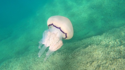Giant Barrel jellyfish – Polmone di mare gigante – Rhizostoma pulmo – www.intotheblue.it-2024-03-15-22h14m33s424