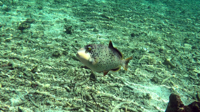 young Titan triggerfish – giovane Balestra Titano – young Giant triggerfish – Balistoides viridescens – www.intotheblue.it-2023-05-12-18h33m07s993