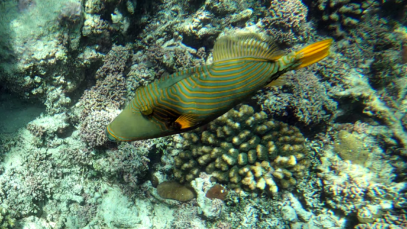Orange-lined Triggerfish Pesce Balestra Striato Balistapus undulatus www.intotheblue.it-2023-05-15-12h19m36s725