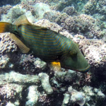 Orange-lined Triggerfish - Balistapus undulatus
