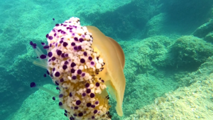 Mediterranean jellyfish