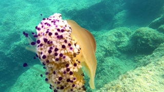 Mediterranean jellyfish – Cassiopea mediterranea – Cotylorhiza tuberculata – www.intotheblue.it-2024-01-30-17h07m01s733