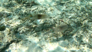 Bigfin reef Squid – Calamaro di Lesson – Sepioteuthis lessoniana – www.intotheblue.it-2023-05-16-10h59m56s436