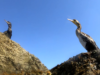 Great Cormorant – Cormorano comune – Phalacrocorax Carbo – www.intotheblue.it-2024-01-30-17h43m12s609