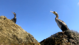 Great Cormorant – Cormorano comune – Phalacrocorax Carbo – www.intotheblue.it-2024-01-30-17h43m12s609